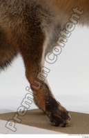  Red fox leg 0010.jpg